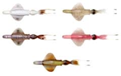 Savage Gear Swim Squid RTF 18cm 90gr Suni Yem