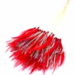 Abari SP17 Palamut kösteği, 50 Adet Mustad iğneli